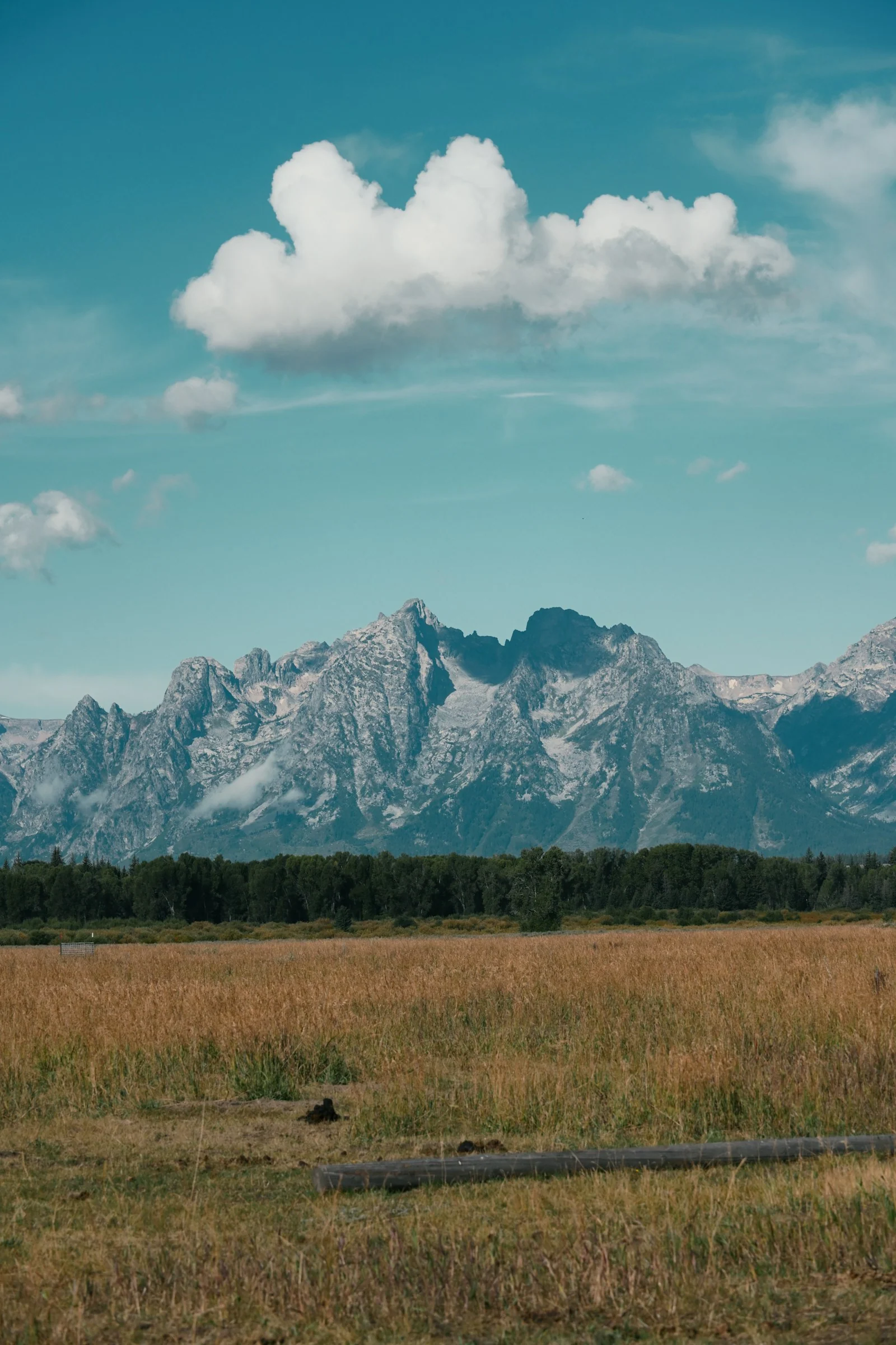 Snow-streaked mountain peaks rising above a pine forest and an open golden field under a blue sky